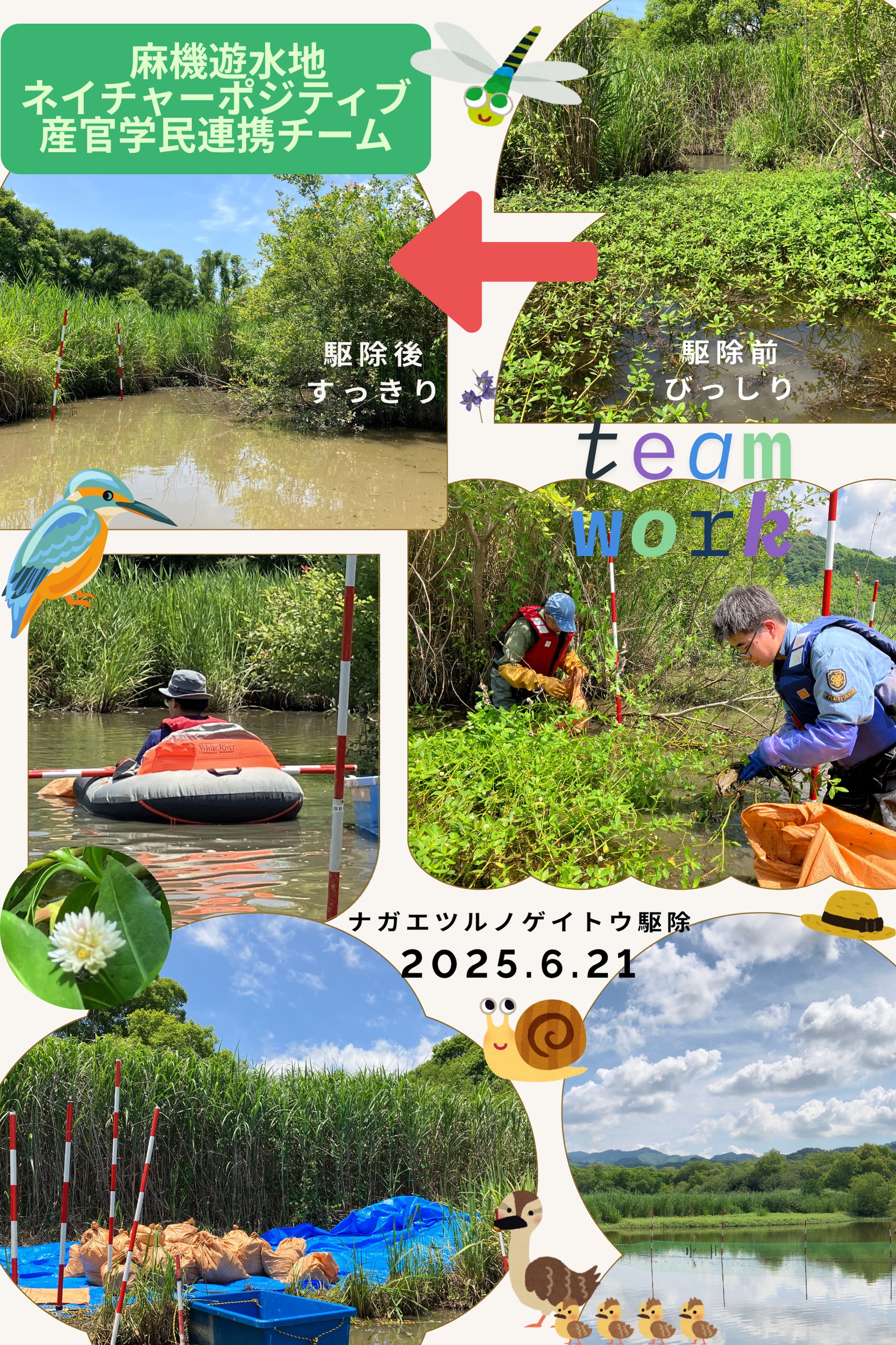 麻機遊水地 ナガエツルノゲイトウ駆除　